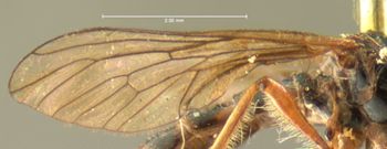Media type: image;   Entomology 10036 Aspect: wing